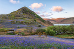 Rannerdale Bluebells