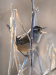 Marsh Wren