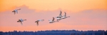 Swans at Dawn