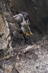 Up, Up and Away! - Peregrine Falcon - 2 of 4