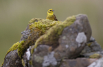 Yellowhammer, Isle of Mull, (YH,J,2011.1)