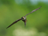 Hobby manoeuvring sharply in flight to catch a dragonfly at Otmoor