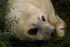 Grey Seal Pup
