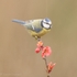 Japonica Blue Tit 2026