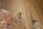 Rhesus Macaque Varanasi india _0012