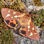 Patton's Tiger ( Hyphoraia testudinaria) ♂