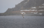 Kittiwake