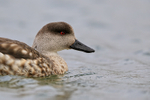 Crested Duck close-up portrait, West Point Island, Falklands