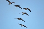 Barnacle Geese