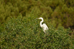 Great White Egret