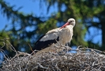 White Stork