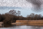 Starlings over Shapwick
