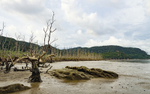 Dead mangrove