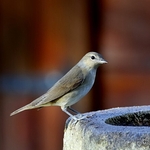 Garden Warbler (Sylvia borin)