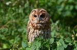 Tawny Owl