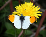 Orange Tip