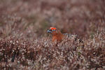 Red Grouse