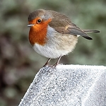 BBG-05-Robin in the frost, Dalavich, Argyll