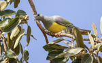 Bruce's Green Pigeon.
