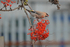 Waxwing