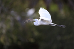Great Egret flying, Venice Rookery, Florida
