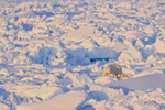 Polar Bear  and cub in ice field, Spitsbergen, Svalbard
