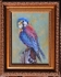 American Kestrel