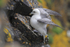 Fulmar clinging on to a cliff ledge on the Lizard Peninsula