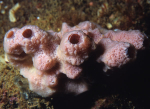 Haliclona sp