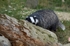 Badger