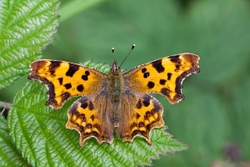 Comma -