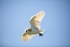 Barn Owl 2