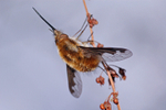 Sunbathing Beefly