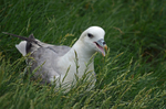Fulmar