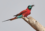 Northern Carmine Bee Eater