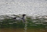 Black-throated Diver