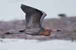 Reddish Egret