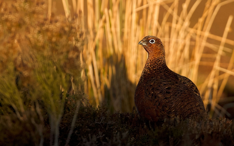 Red Grouse - Stanage Edge - Peak District