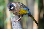 Black-faced Laughingtrhush