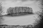 Hurries Plantation in Winter