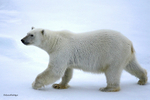 IMG_0258 Svalbard