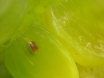 P22401610299