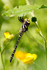 Golden Ringed Dragonfly