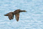 Eiders (female) in flight, Jokulsarlon, Iceland