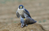 Peregrine Falcon