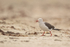 Dolphin Gull, Saunders Island, Falklands