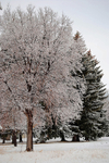 Wyoming Spring Frost