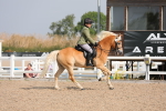 Class 305 Ridden Foreign Breeds- Pure Bred portfolio