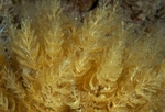 Bugula plumosa