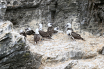 Peruvian Booby portfolio